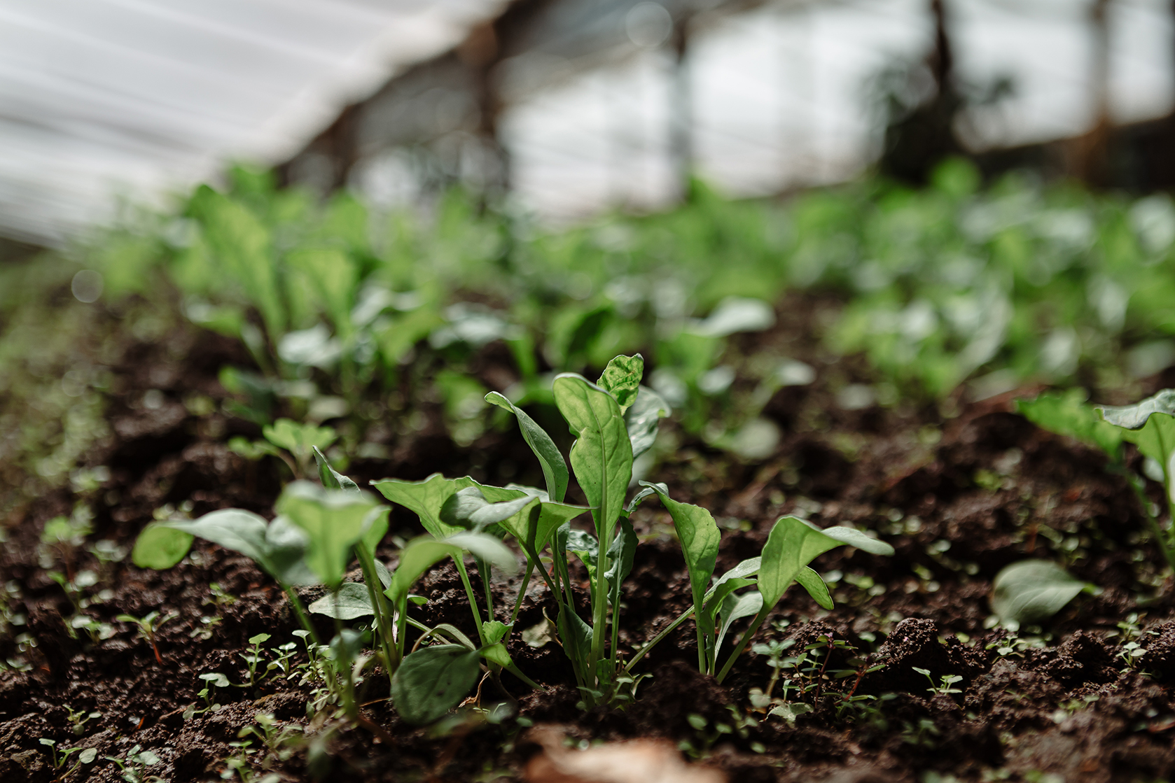Cultivo joven de hojas verdes creciendo en suelo fértil dentro de un invernadero.