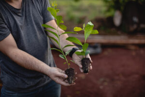Persona sostiene dos plántulas con raíces expuestas y tierra adherida, listas para ser trasplantadas.