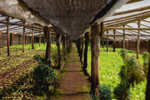 Los requisitos que exige Estados Unidos para exportar pepinos