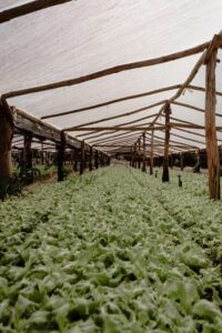 Cultivo de hojas verdes bajo invernadero con estructura de madera y cobertura plástica.