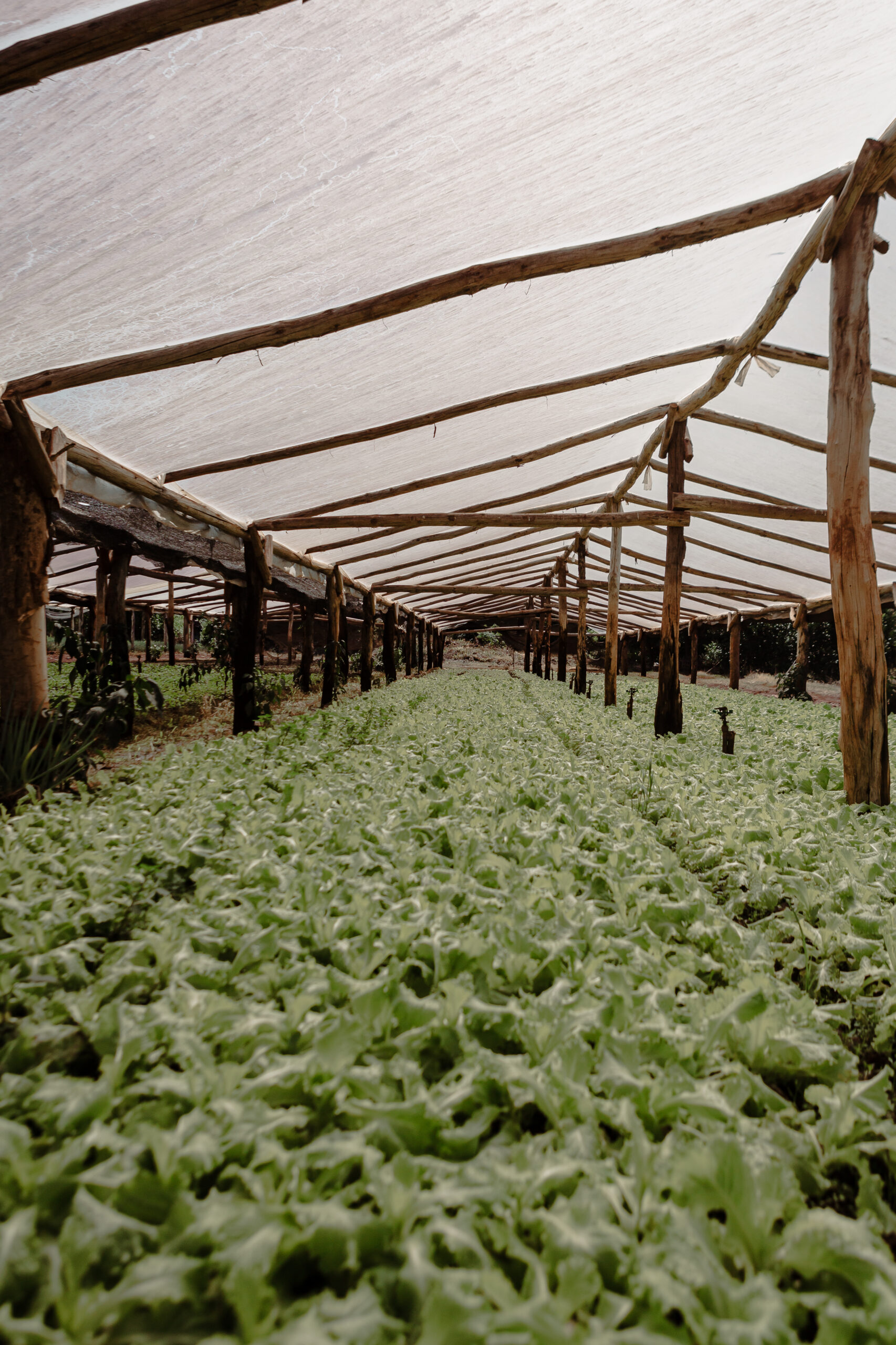 Cultivo de hojas verdes bajo invernadero con estructura de madera y cobertura plástica.