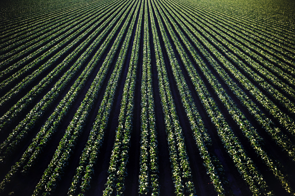 Campo agrícola con cultivos alineados en hileras uniformes que reflejan un sistema productivo estable y repetitivo.